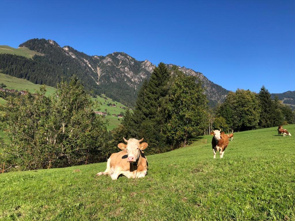 Appartements Kolberhof Alpbach Zewnętrze zdjęcie